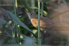 <p>RÁKOSNÍK OBECNÝ (Acrocephalus scirpaceus) Horní Podluží, Velký rybník /Eurasian reed warbler - Teichrohrsänger/</p>